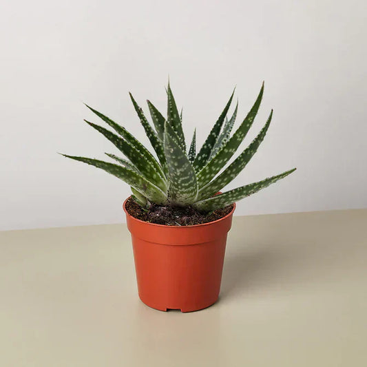 Gasteria Zimflora
