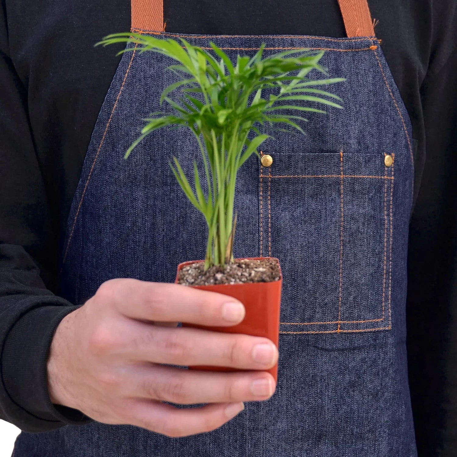 Tropical Indoor Plants