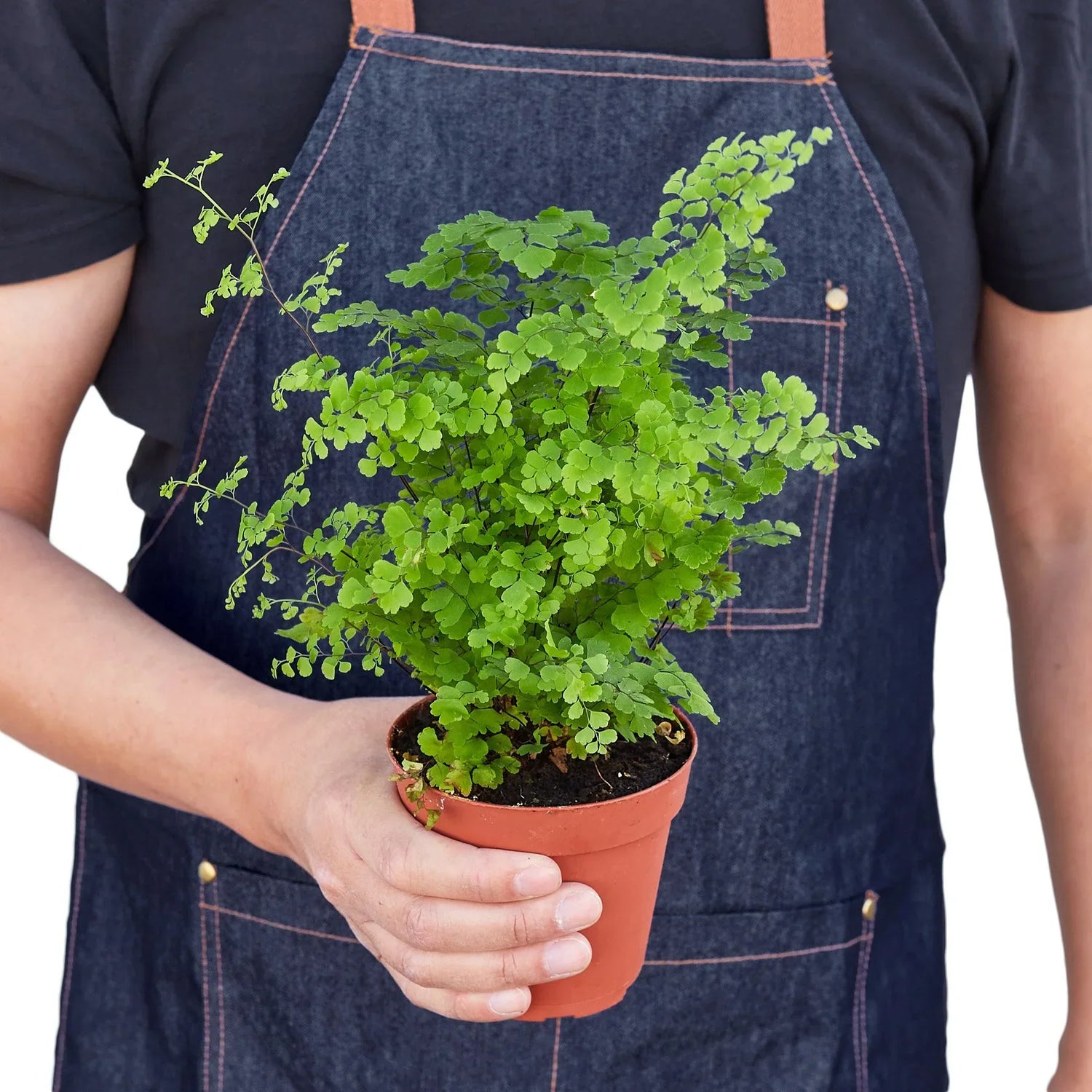 Outdoor Plants