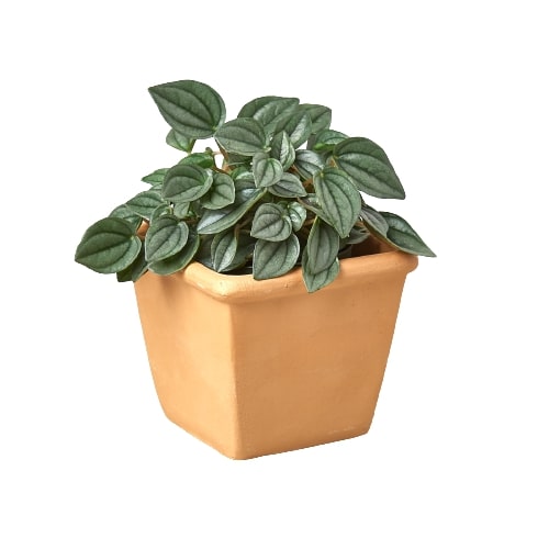 Vegetable & Herb Plants