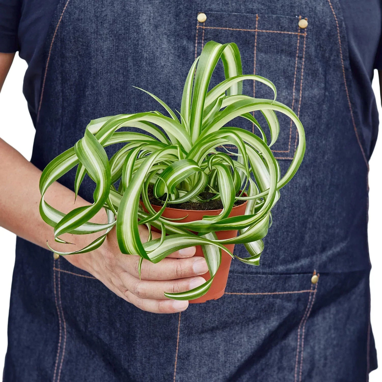 Trailing Plants