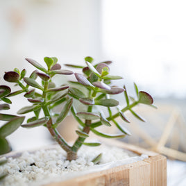 Succulents & Cacti
